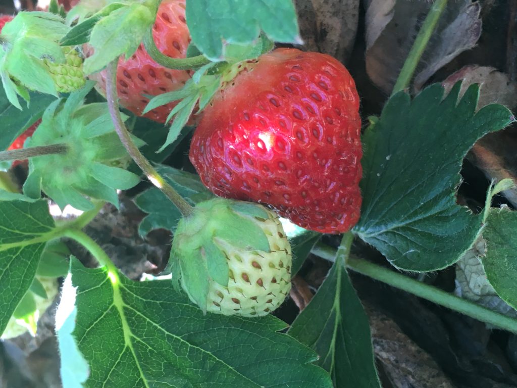 A perfectly shaped ripe strawberry and a green strawberry
