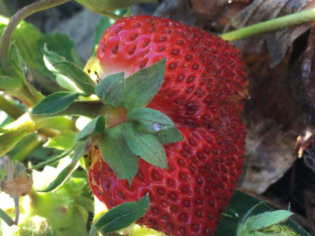 A fan-shaped strawberry on the vine. 