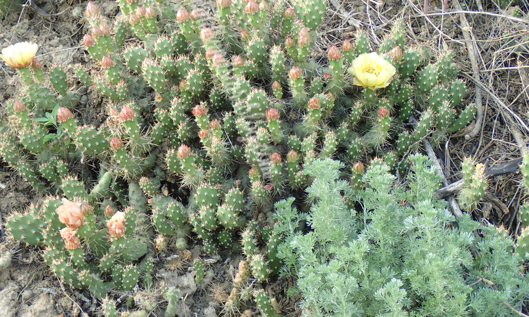Where the wild cactuses grow