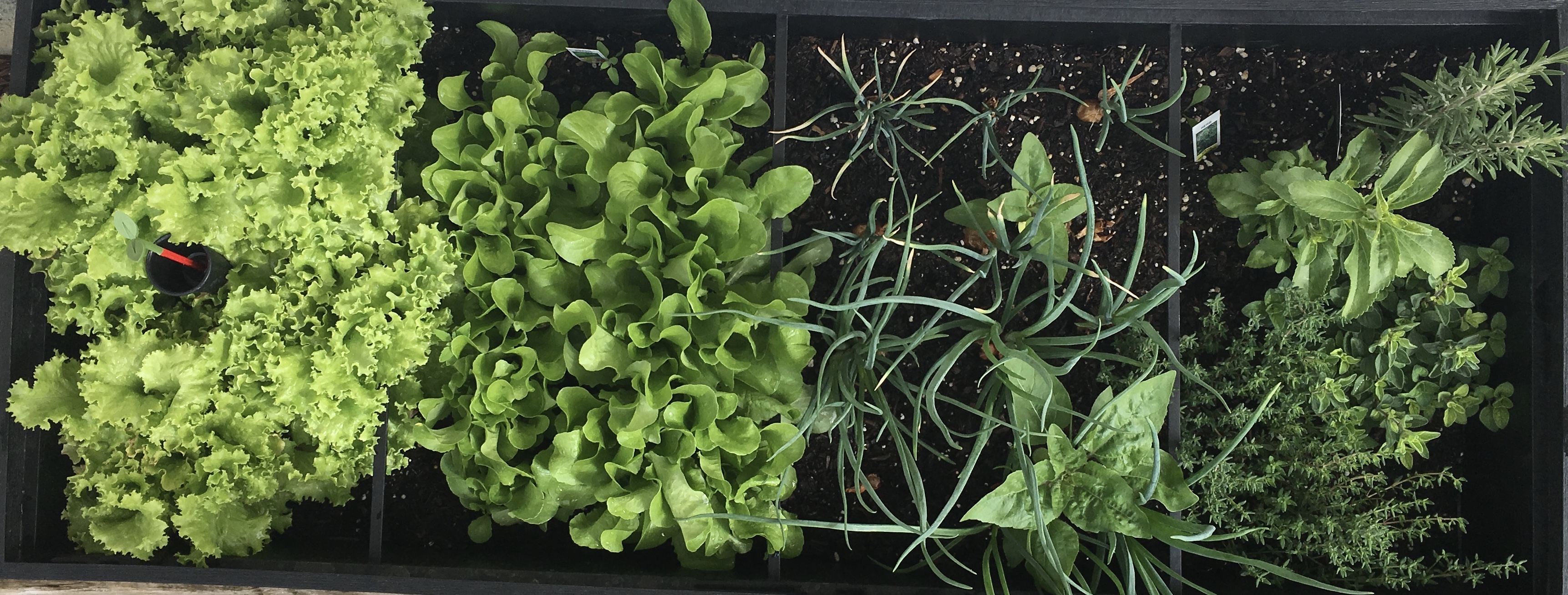 Grow for Flavor Lettuce, green onion, and herbs in a garden box