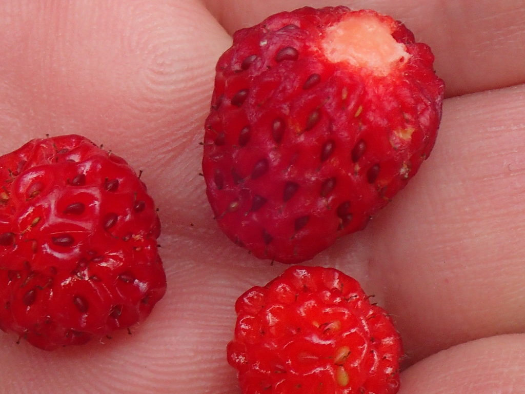 Wild Strawberries and Raspberries in my hand - windsandstarsblog.com