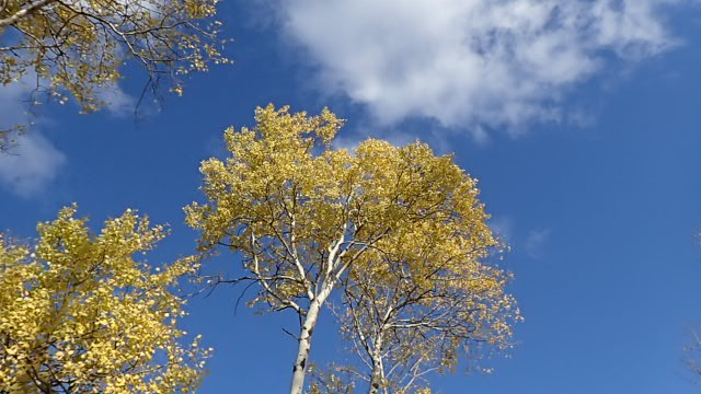 Yellow leaved Aspen trees against a sky of blue