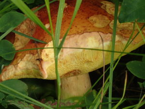 A close-up of a mushroom that is indicative of an underground network that enables trees to communicate with each other.