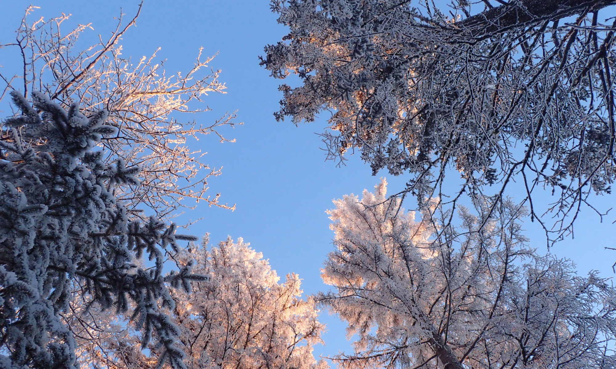 Crowns of four frost covered trees against a blue sky.