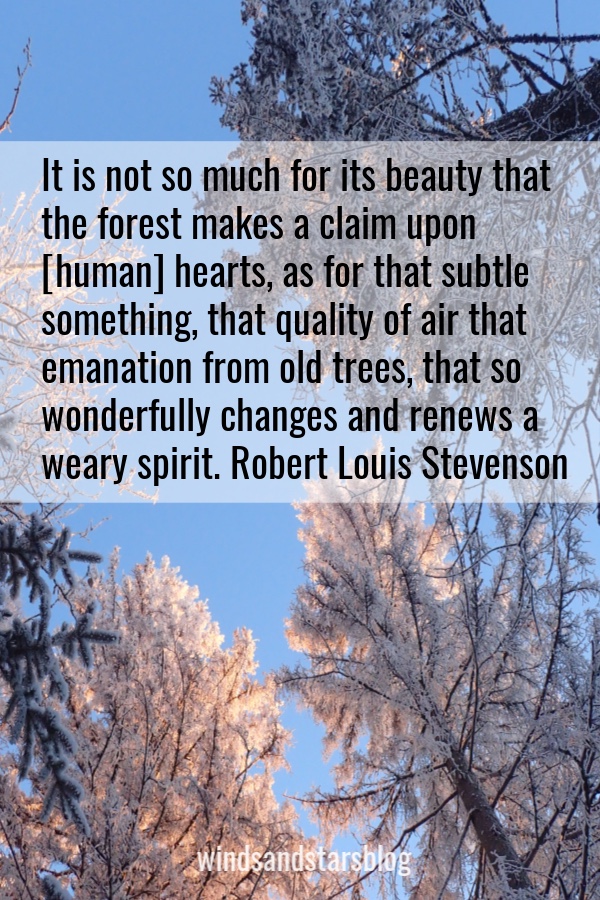 Trees live in community.  Read how they help each other and us. #trees #forestbathing