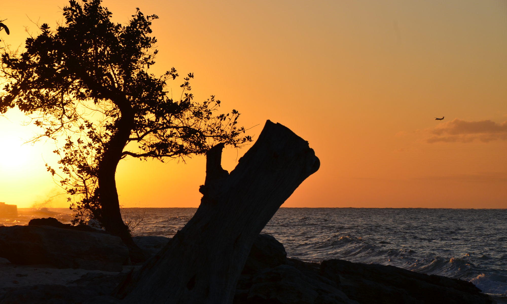 Golden sunset shining through a tree and a large stump on an ocean beach || 10 Quotes That Will Inspire You To See The World With Wonder And Curiosity Every Day