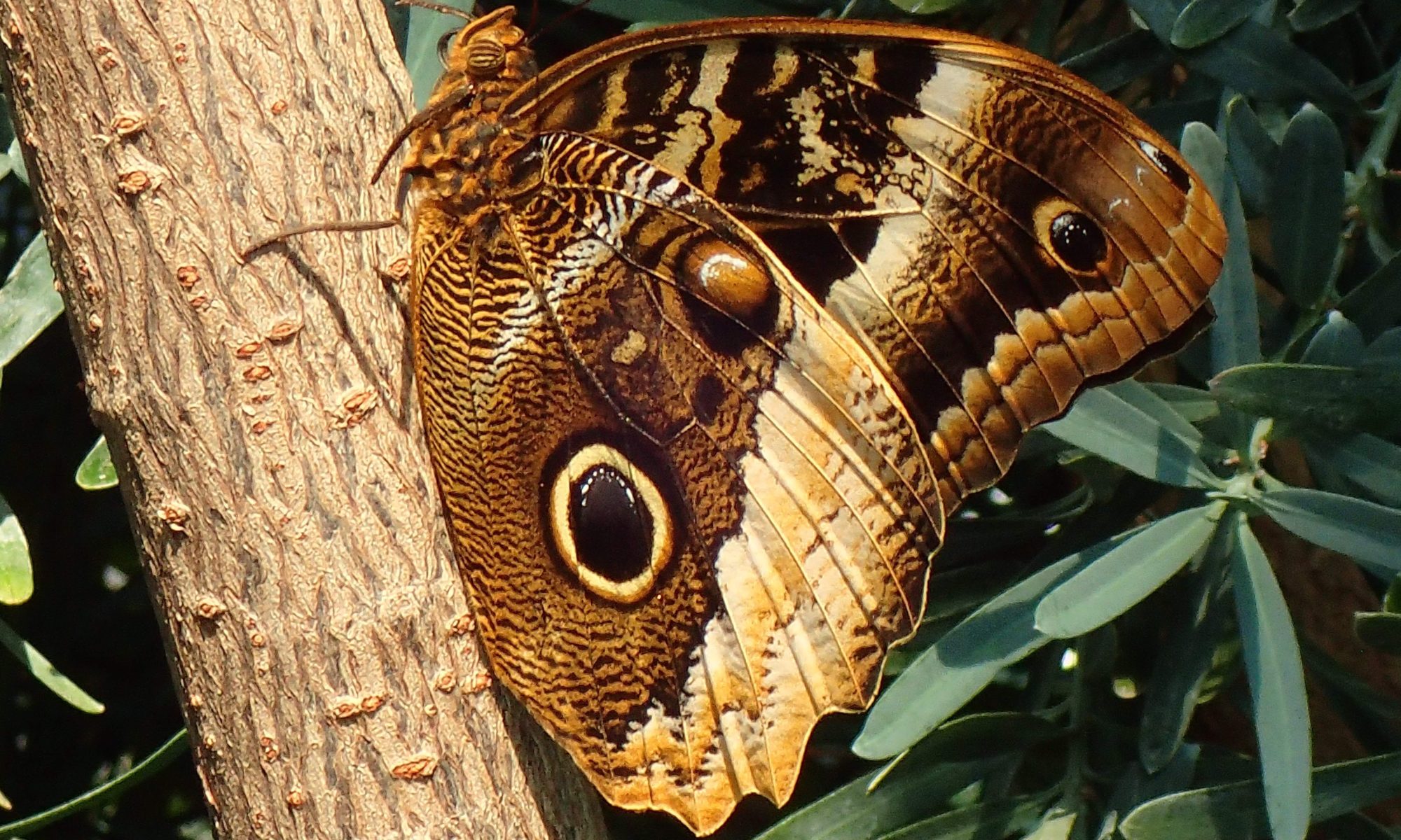A brown butterfly with several circles of design sits with closed wings on a treetrunk ||