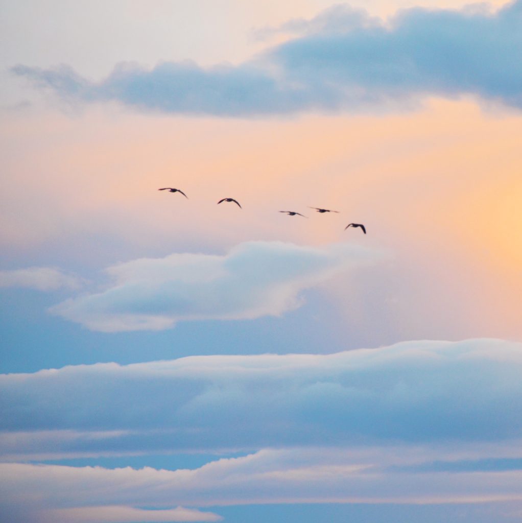 Geese are flying across an orange and blue clouded sky. Don't worry if others can't visualize your dream.
