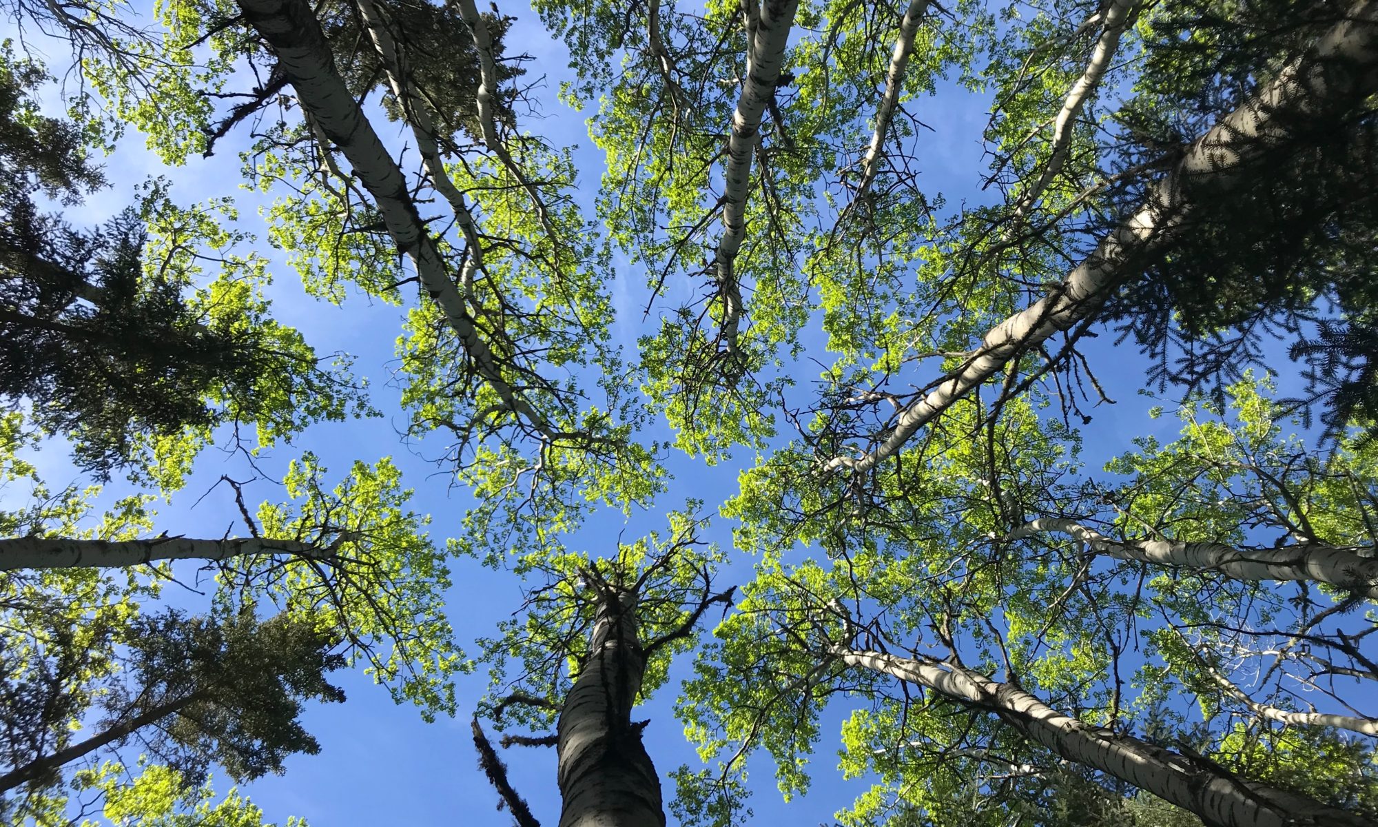 Looking at a blue sky through an aspen forest canopy shows how the trees ensure that each tree has access to the sunlight.