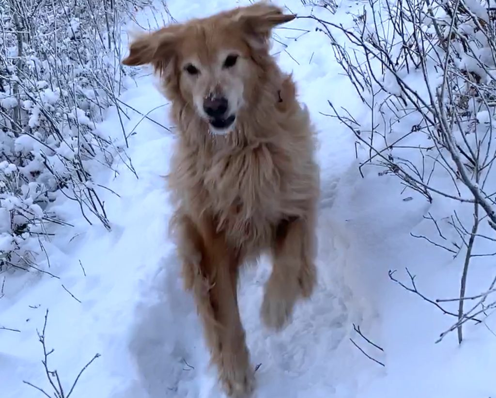 Golden Retriever running free through the snow, exploring every opportunity